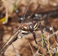 Image de Archipetalia auriculata Tillyard 1917