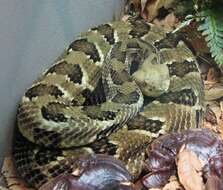 Image of Timber Rattlesnake