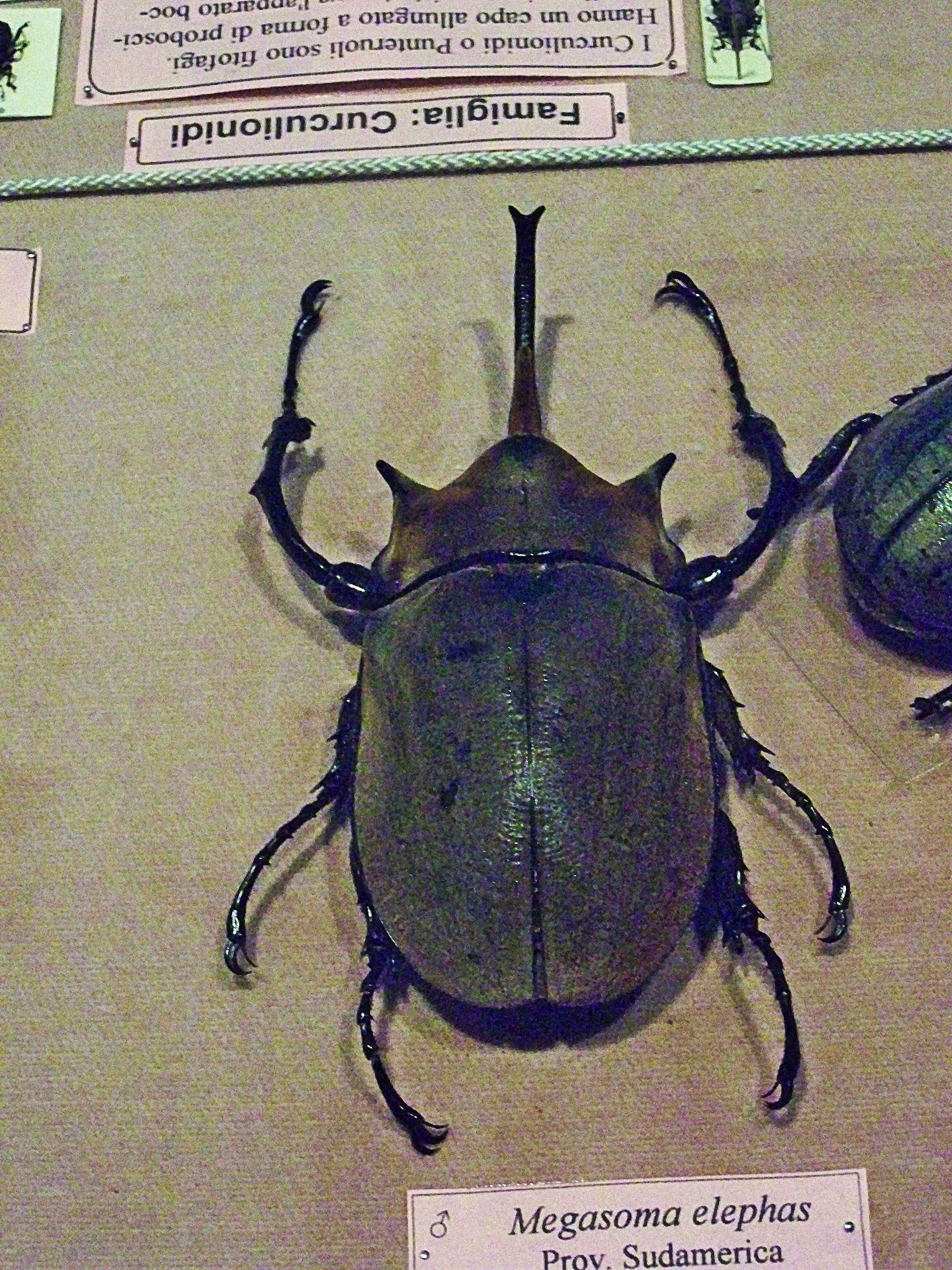 Image of Elephant beetle