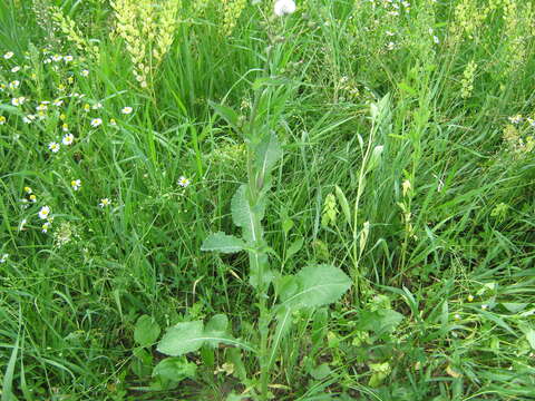 Plancia ëd Sonchus asper (L.) Hill