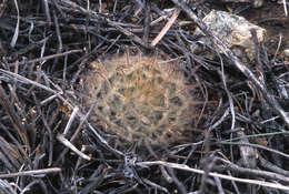 Image of Mammillaria pennispinosa Krainz