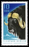 Image of muskox