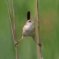 Image of Marsh Wren