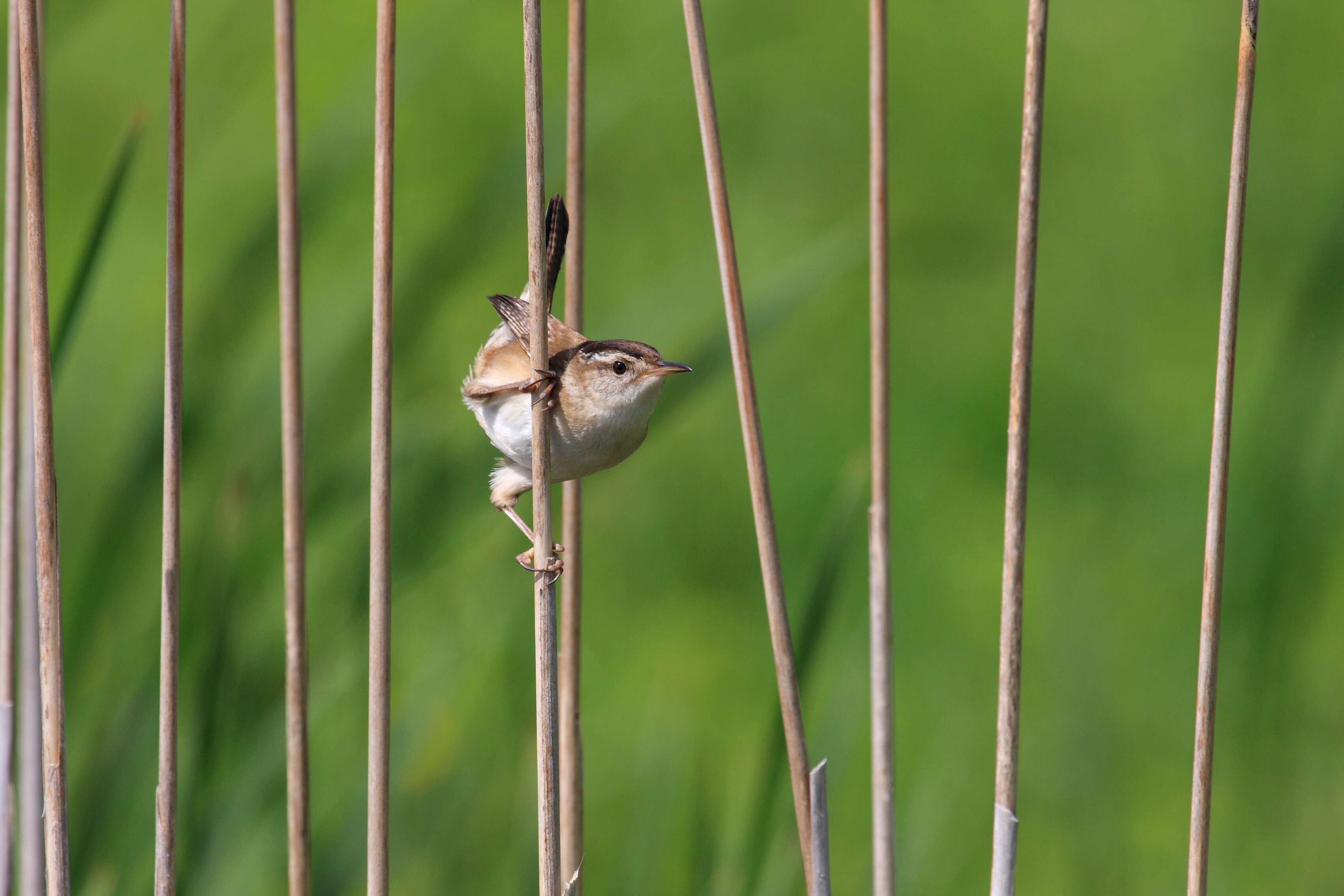 Image of Marsh Wren