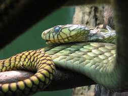 Image of Western Green Mamba