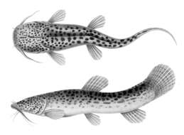 Image of mountain catfishes
