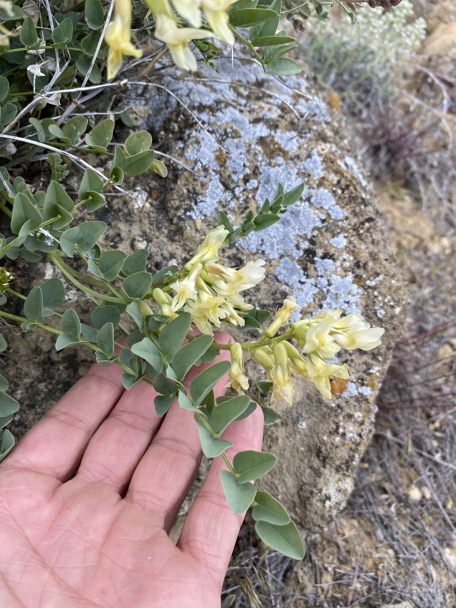 Imagem de Astragalus beckwithii var. weiserensis M. E. Jones