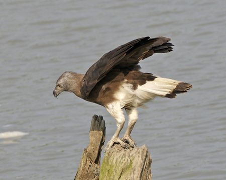 Image of <i>Icthyophaga ichthyaetus</i>