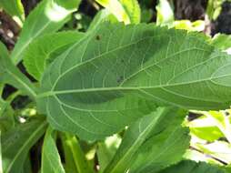 Image de Scalesia affinis Hook. fil.