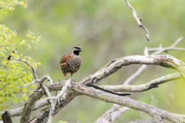 Image of Black-throated Bobwhite