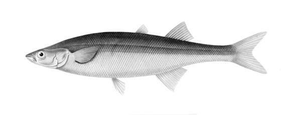 Image of Basilichthys microlepidotus (Jenyns 1841)