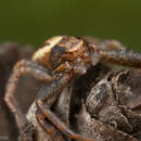 Image of Elegant Crab Spider