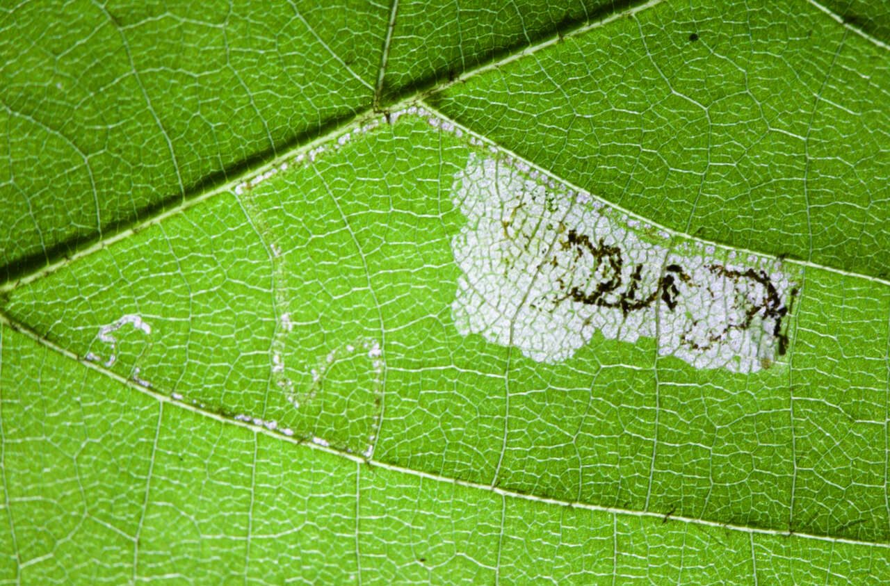 Image of Stigmella argentifasciella (Braun 1912) Newton et al. 1982