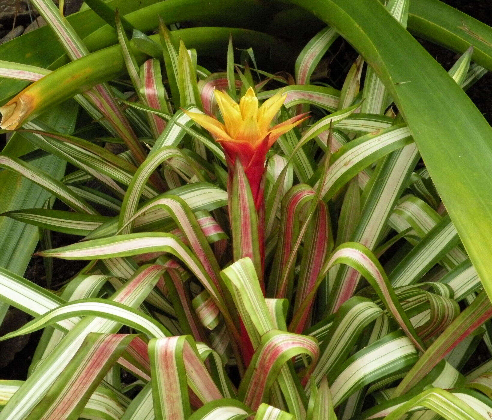 Image of Guzmania zahnii (Hook. fil.) Mez