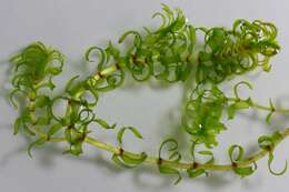 Image of western waterweed