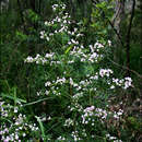 Image of Boronia muelleri (Benth.) Cheel