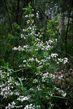 Image of Boronia muelleri (Benth.) Cheel