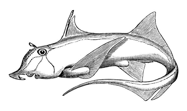 Image of American Elephantfish