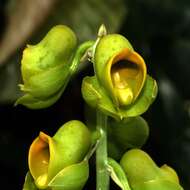 Image of catasetum