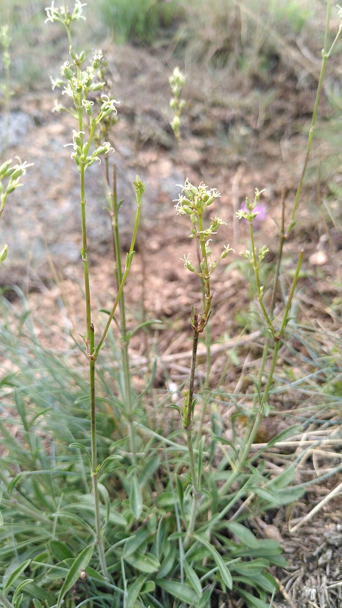 Silene otites (L.) Wibel resmi