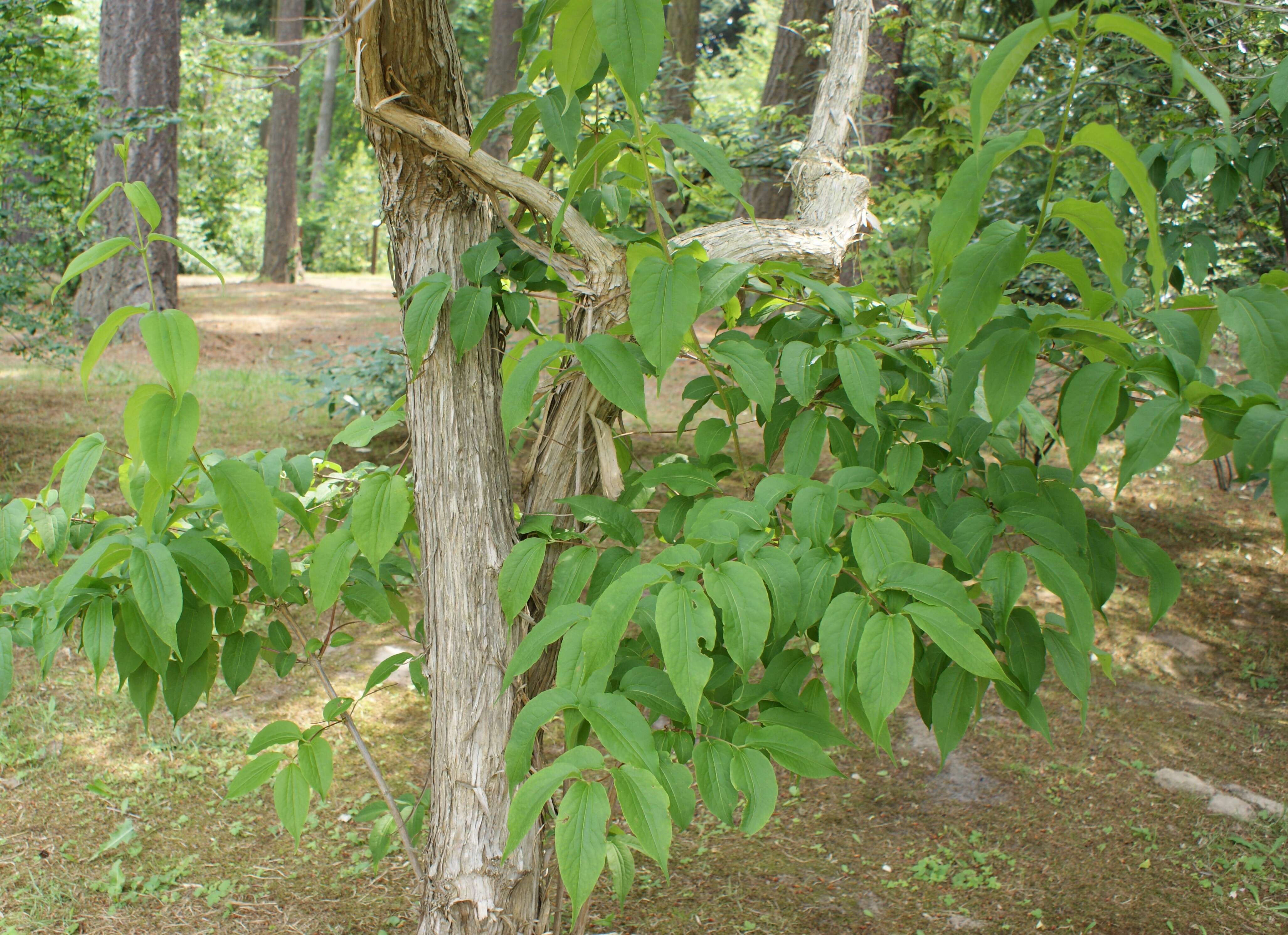 Image of Heptacodium