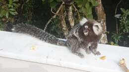 Image of Common Marmoset