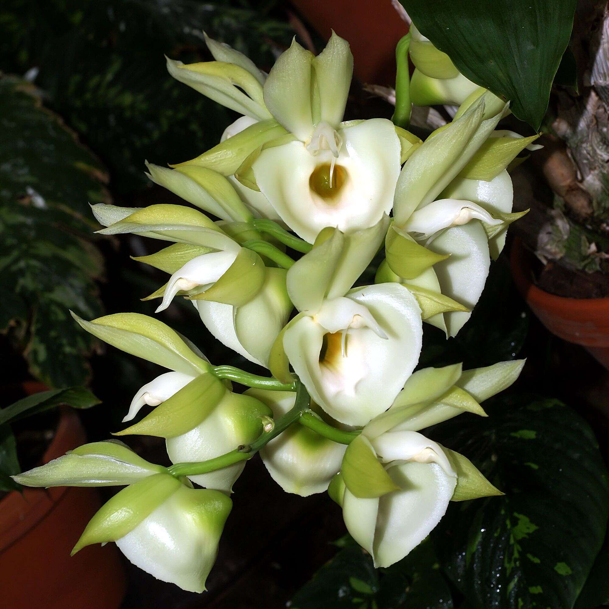 Image of Catasetum pileatum Rchb. fil.