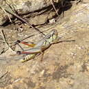 Image of Large-headed Grasshopper