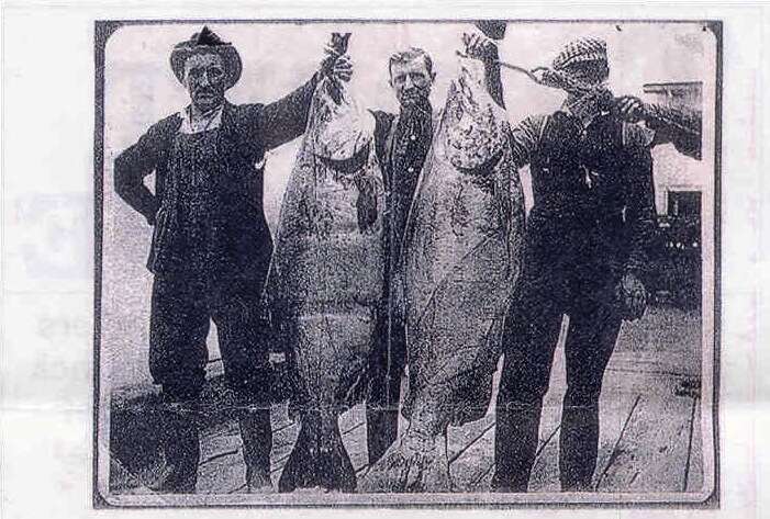 Image of Chinook Salmon