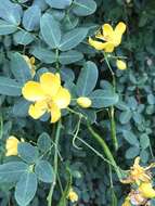 Senna pendula var. glabrata (Vogel) H. S. Irwin & Barneby resmi