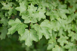 Imagem de Acer grandidentatum var. sinuosum (Rehd.) Little