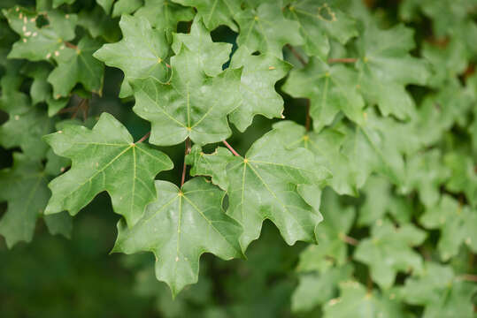 Imagem de Acer grandidentatum var. sinuosum (Rehd.) Little