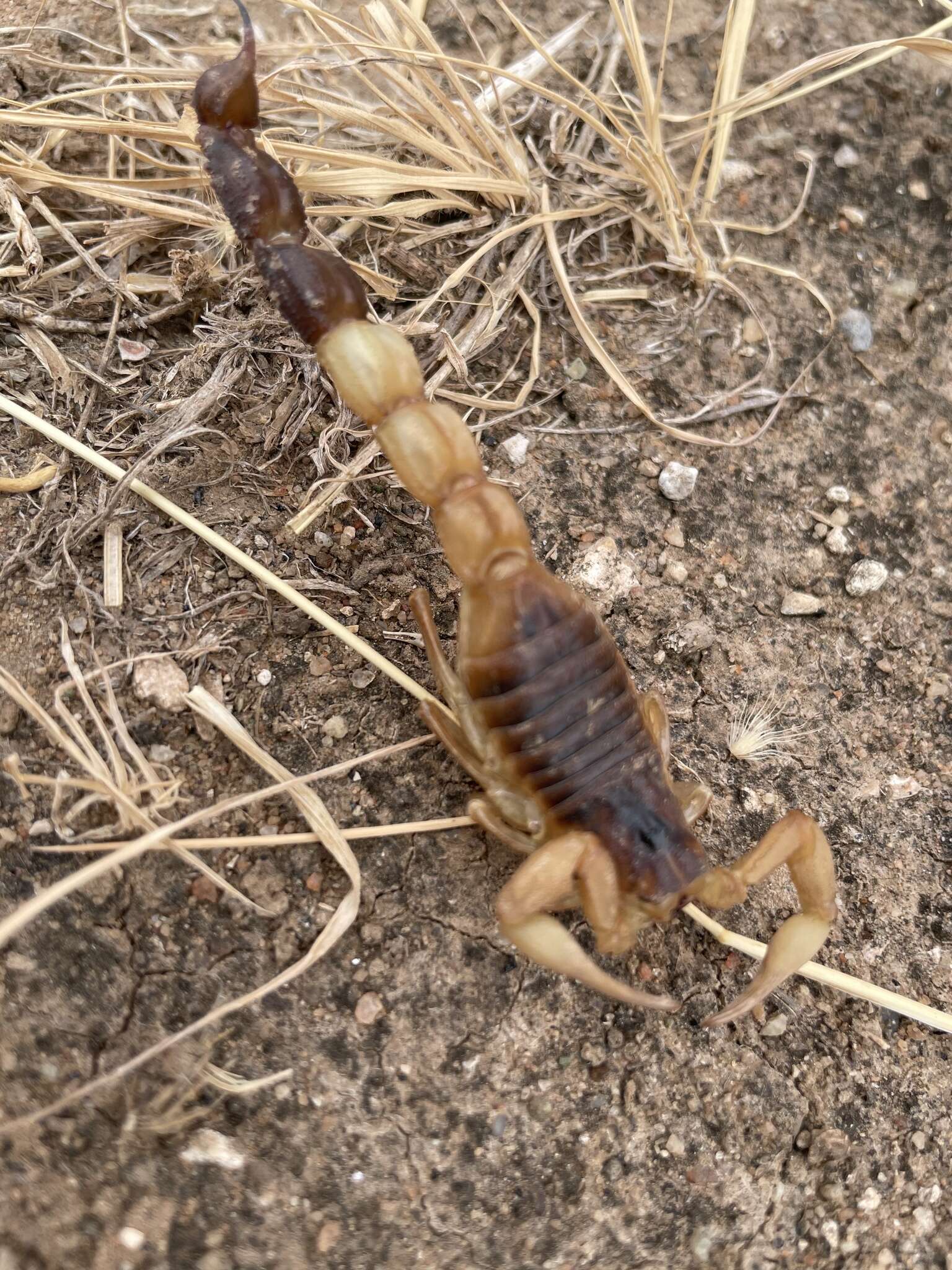 Sivun Parabuthus maximus Werner 1913 kuva