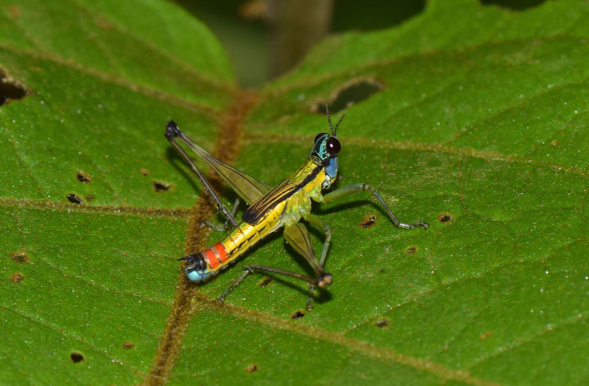 Image of Eumastax salazari Descamps 1971