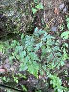 Image de Asplenium austrochinense Ching