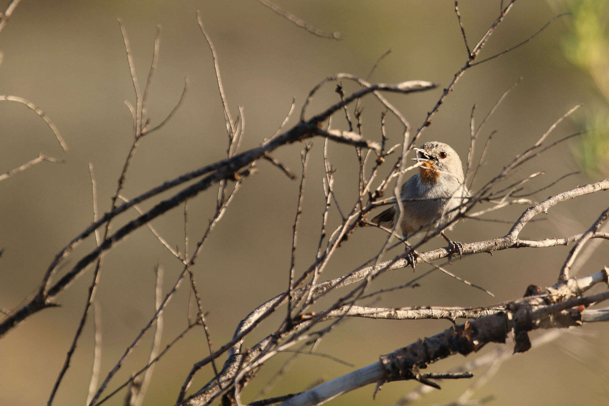 Image of Redthroat