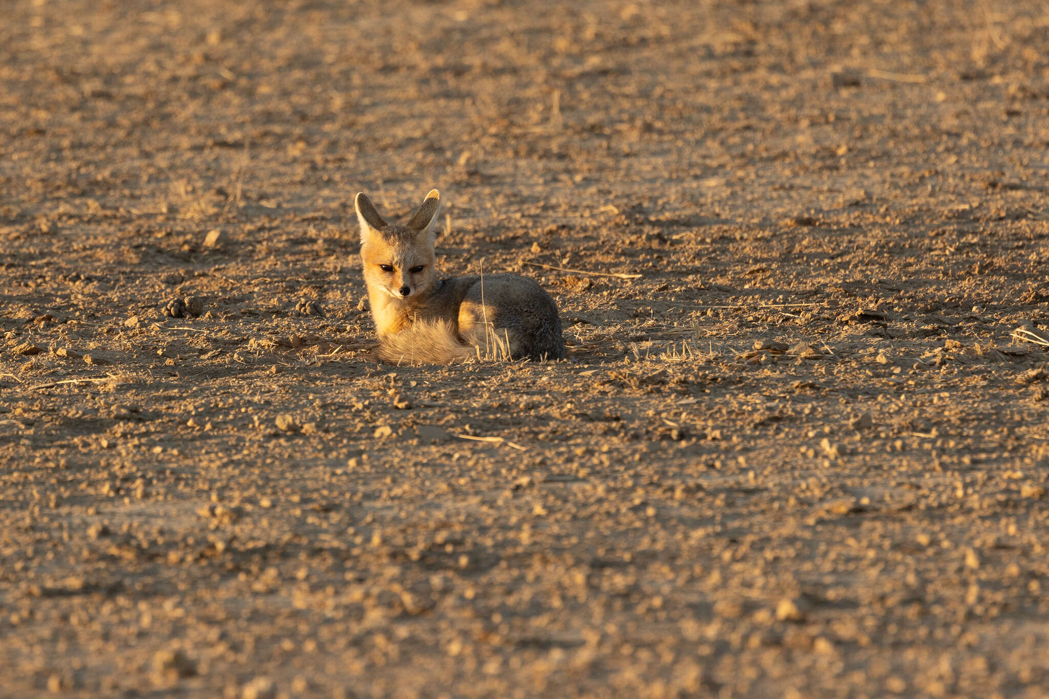 Слика од Vulpes chama (A. Smith 1833)