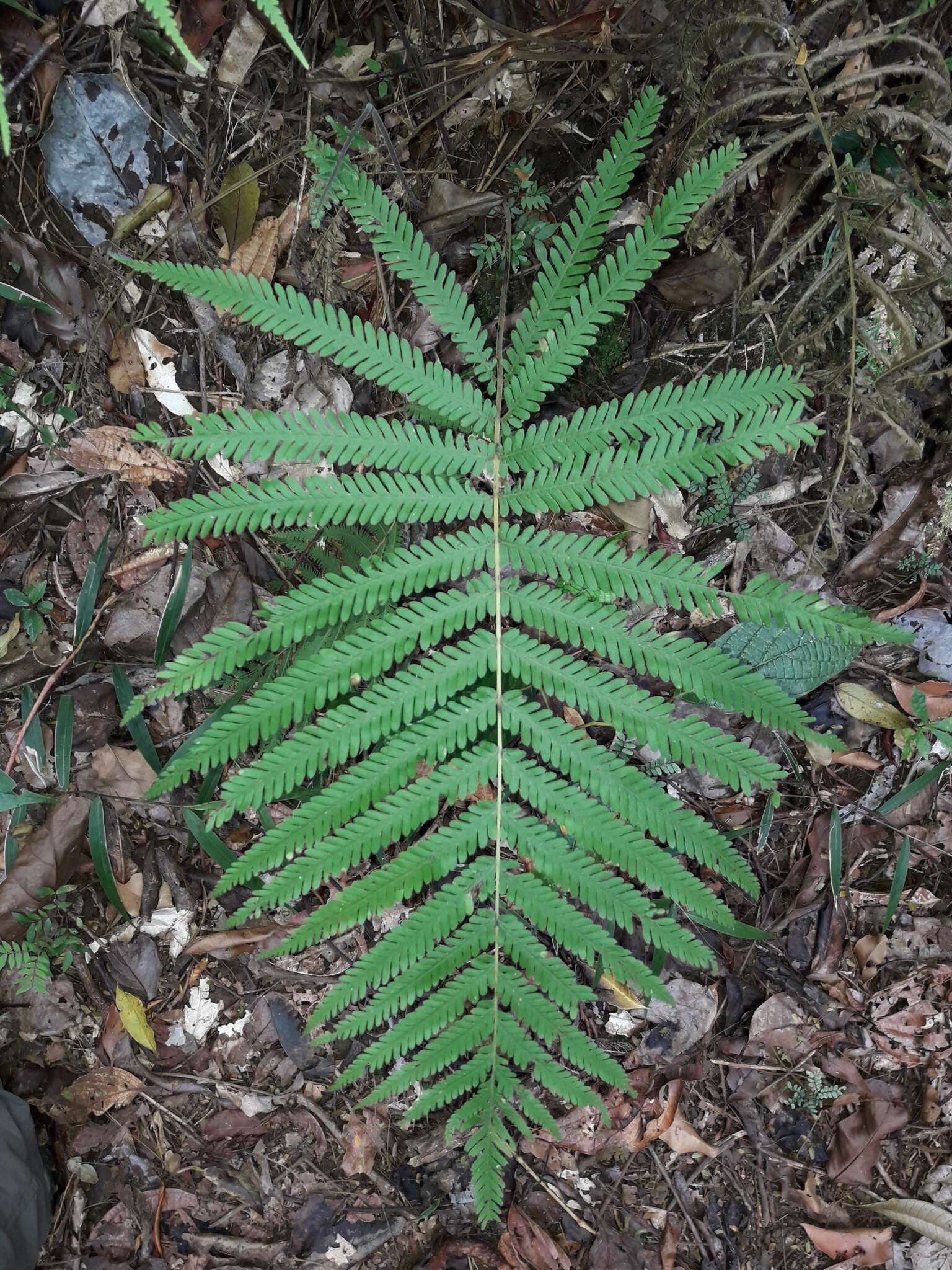 Image of Christella prolixa (Willd.) Holtt.