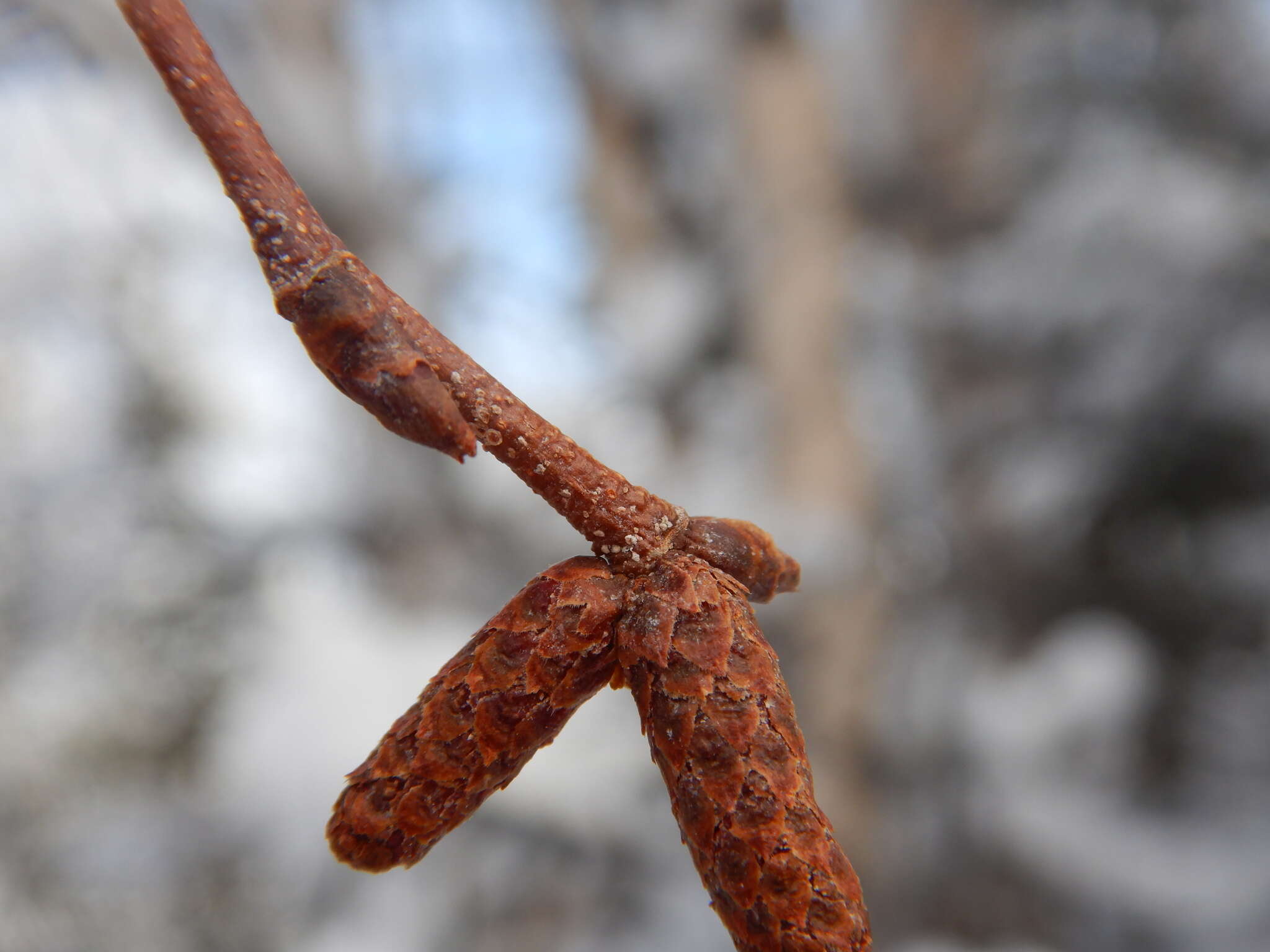 Image of Alaska Paper Birch