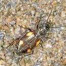 Image of River shingle ground beetle