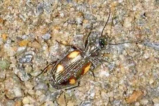 Image of River shingle ground beetle