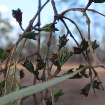 Слика од Eucalyptus megasepala A. R. Bean