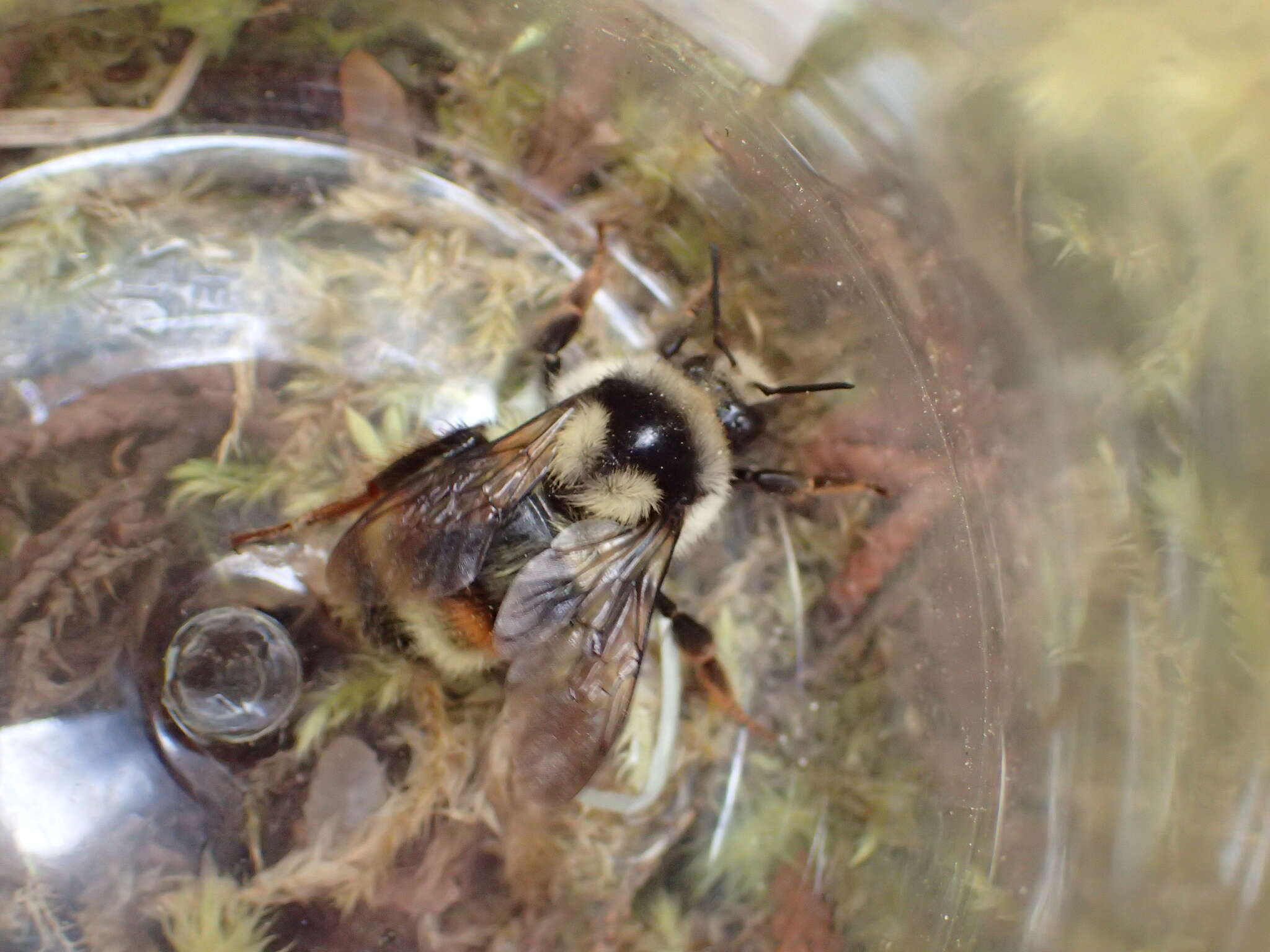 Image of Bombus vancouverensis nearcticus Handlirsch 1888