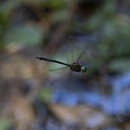 Imagem de Hemicordulia continentalis Martin 1906