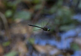 Image of Fat-bellied Emerald