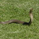 Image of Snouted cobra