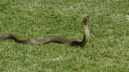 Image of Snouted cobra