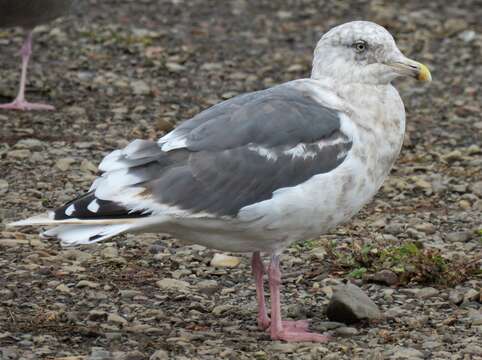 Image of Slaty-backed Gull