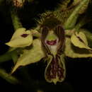 Image of bigleaf dendrobium