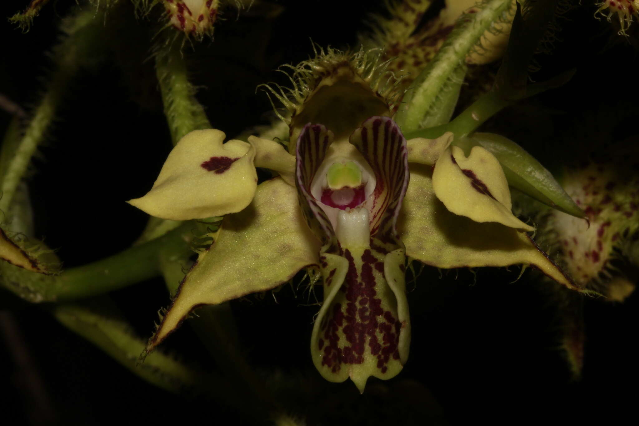 Image of bigleaf dendrobium